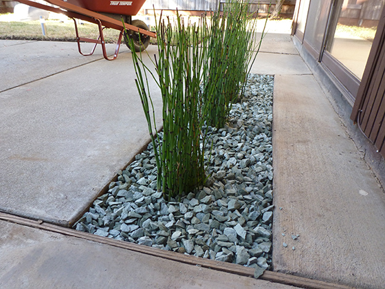 patio planting