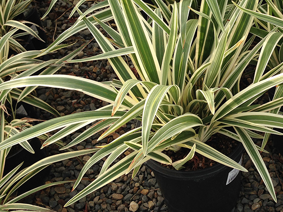 Green on sale spiky plant