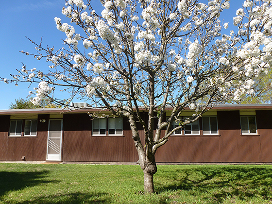 cherry-blossom