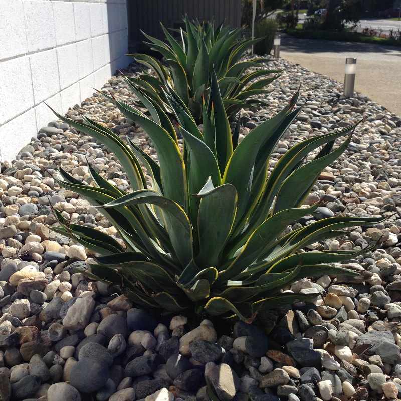 front-wall-agave-planted