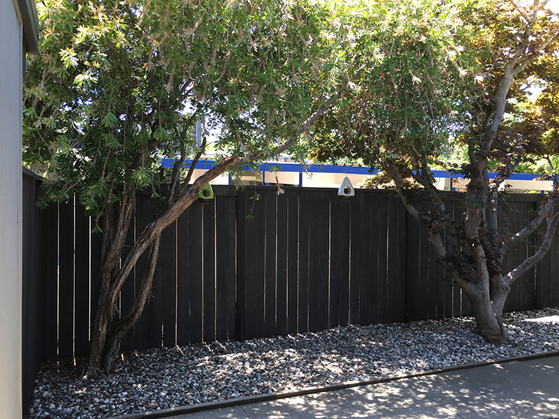 courtyard-trees